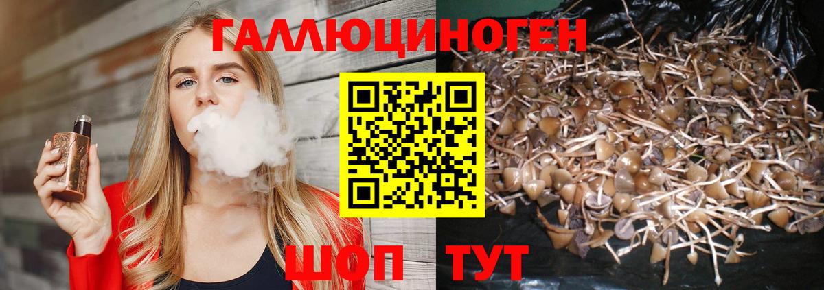 Псилоцибиновые грибы Cubensis Элиста